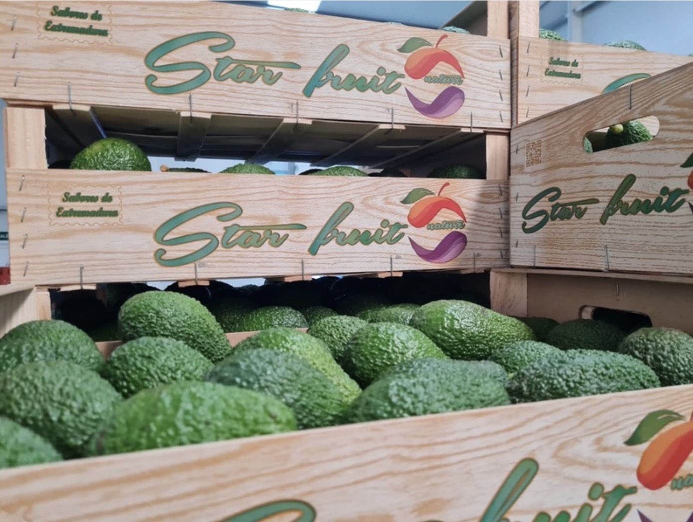 AGUACATE HASS PIONEROS EN EXTREMADURA