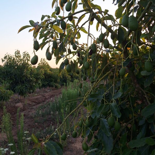 AGUACATES EN PRODUCCION 600x600