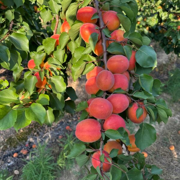 ALBARICOQUES EN PRODUCCION 600x600