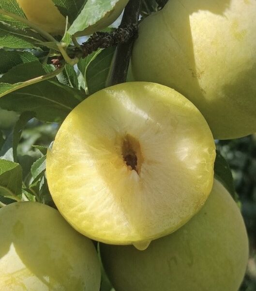 CIRUELA AMARILLA 529x600