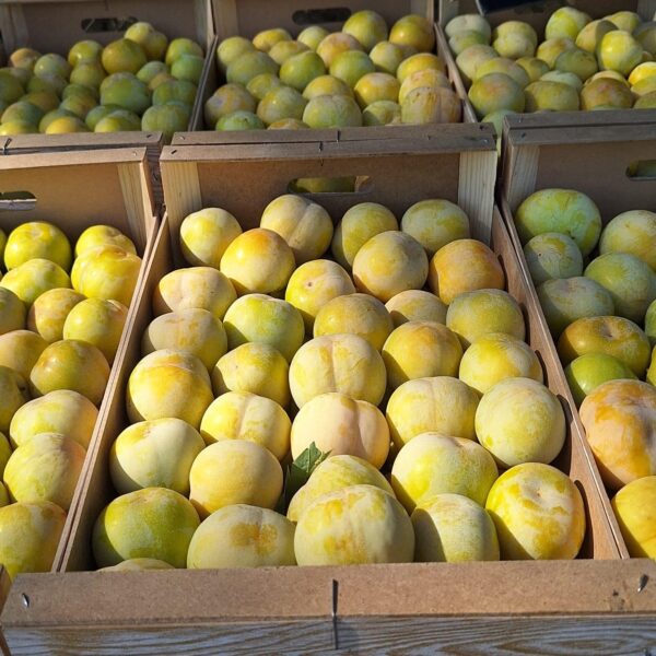 CIRUELA AMARILLA 600x600