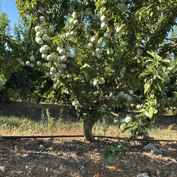 CIRUELAS AMARILLAS EN PRODUCION 600x600
