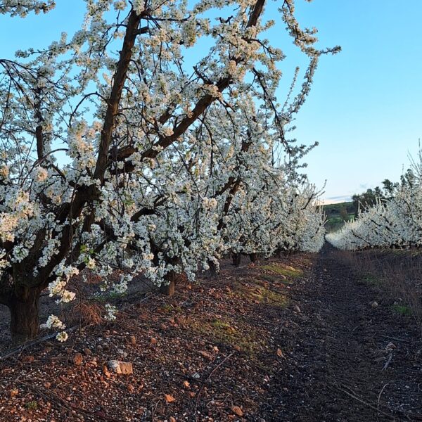 FINCAS EN FLORACION CIRUELOS 600x600