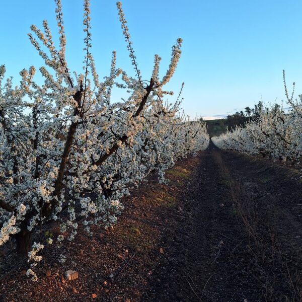 FINCAS FLORACION CIRUELOS 600x600