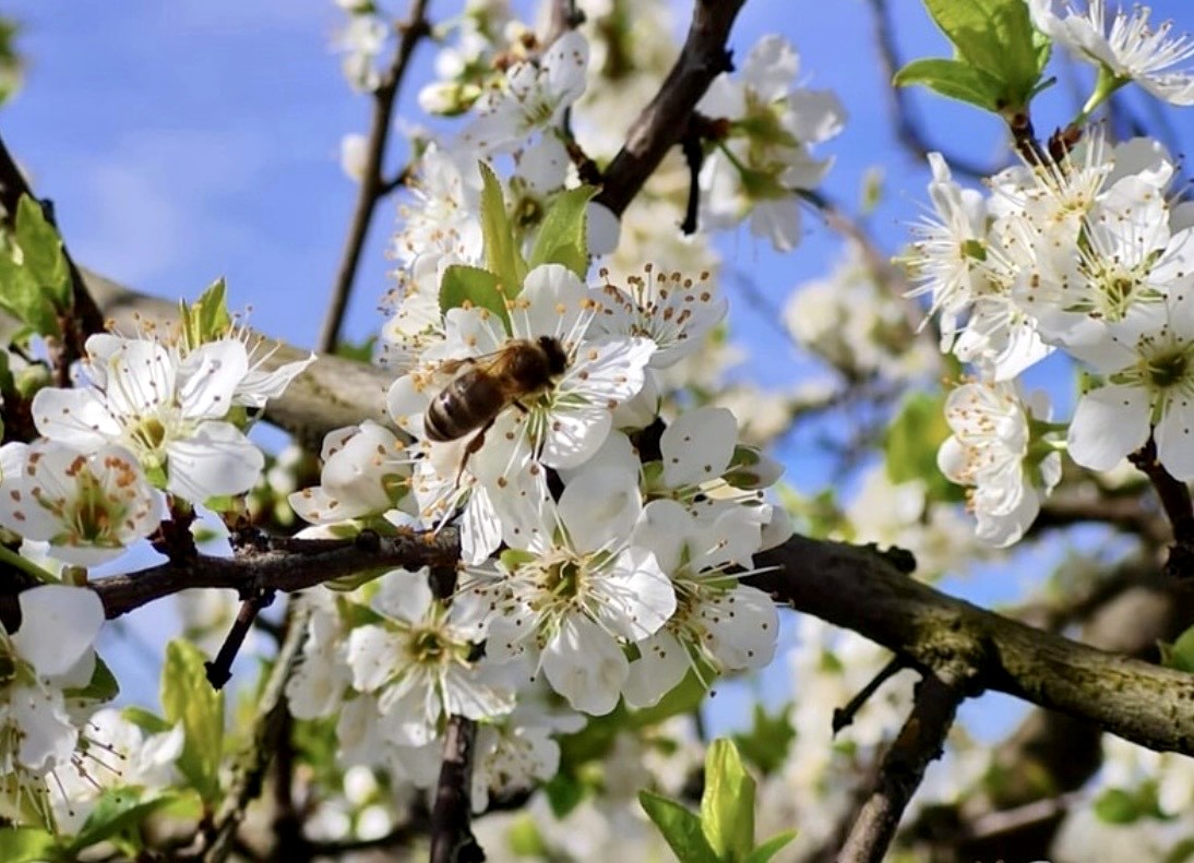 FLORACION CIRUELOS 1