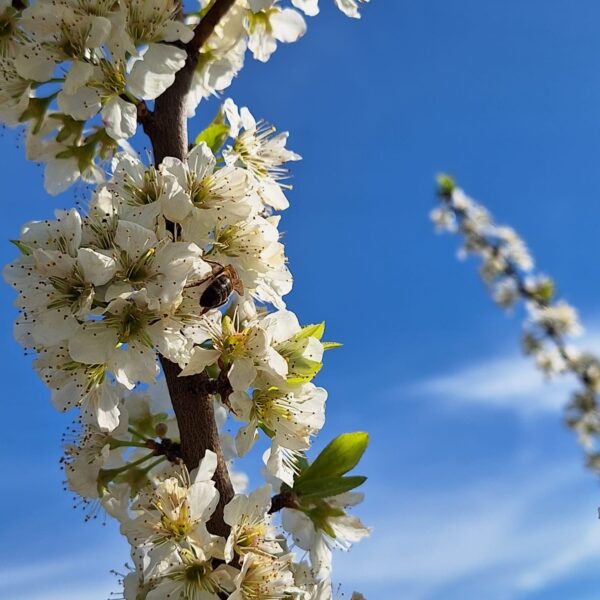 FLORACION CIRUELOS 600x600