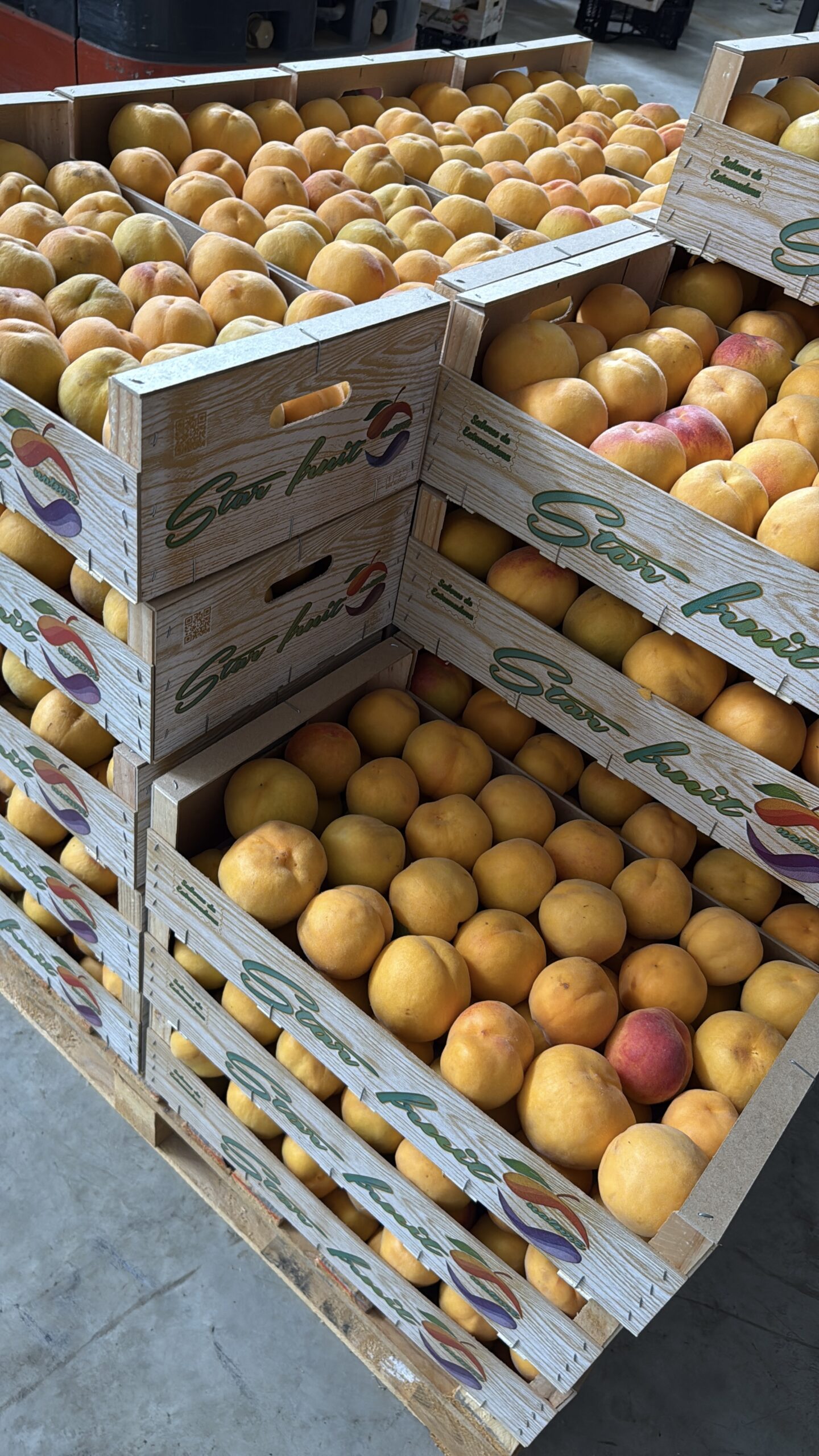 MELOCOTON AMARILLO scaled