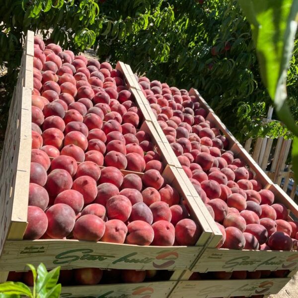 MELOCOTON CARNE BLANCA 600x600