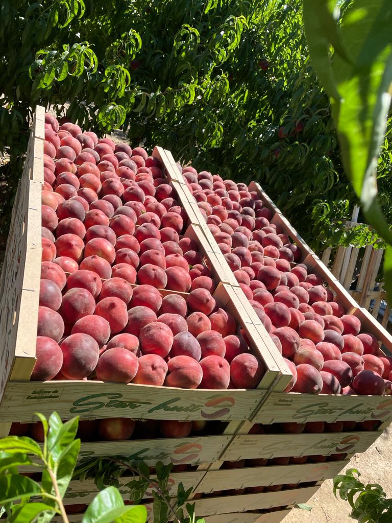 MELOCOTON CARNE BLANCA