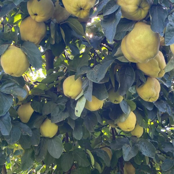 MEMBRILLOS EN PRODUCCION 600x600