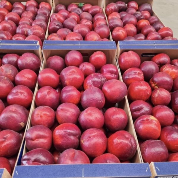 NECTARINA CARNE AMARILLA 600x600