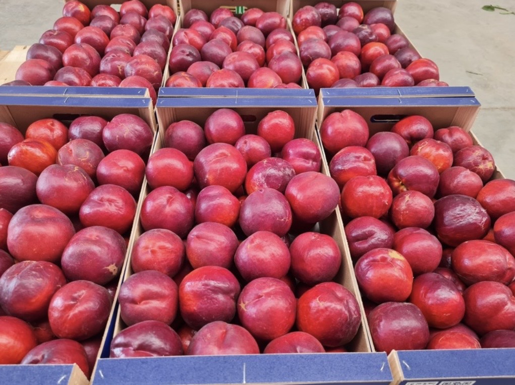 NECTARINA CARNE AMARILLA