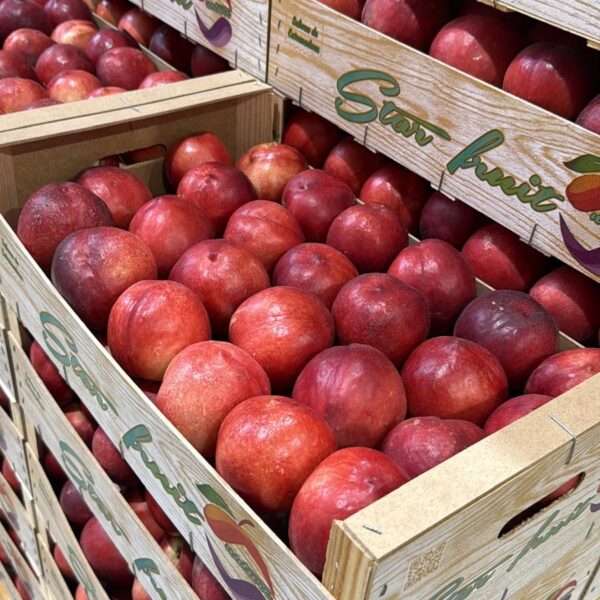 NECTARINA CRANE BLANCA 600x600