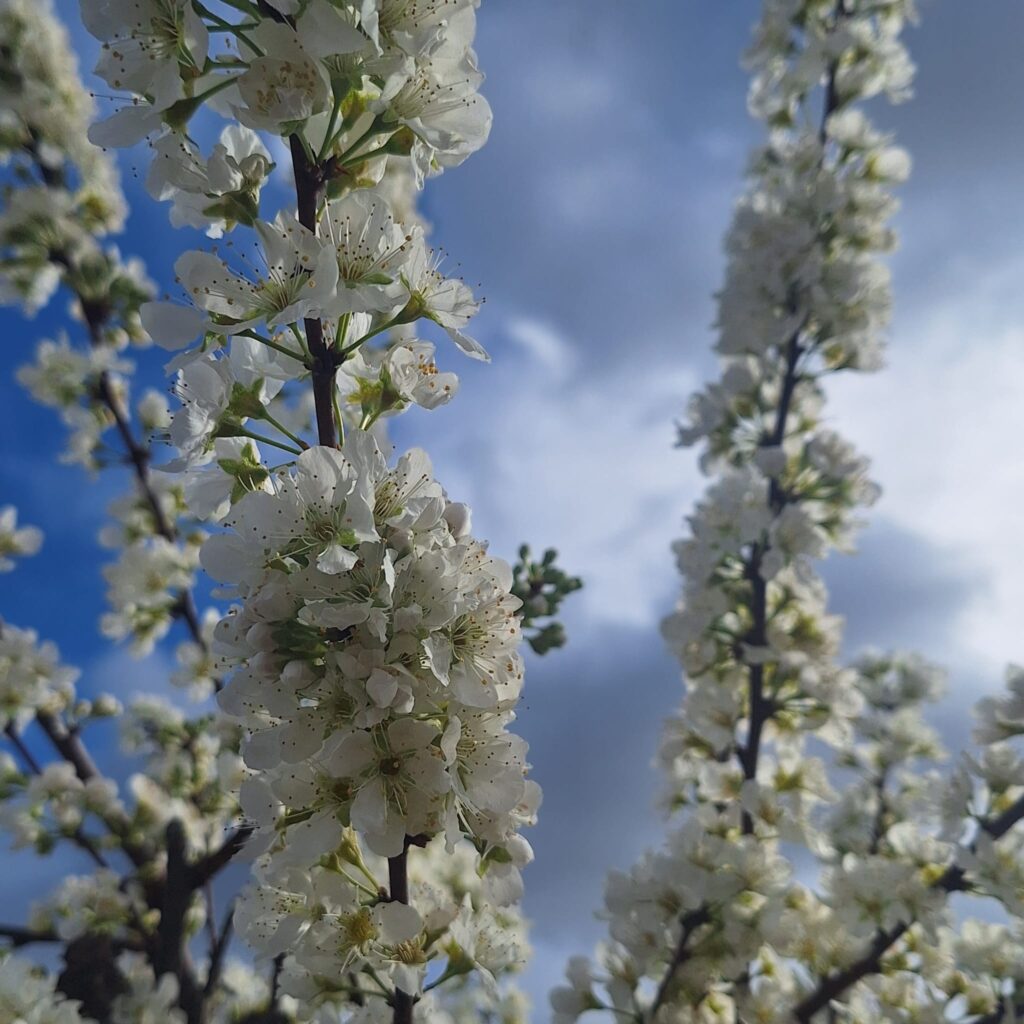 PHOTO 2026 03 18 15 21 30 1024x1024