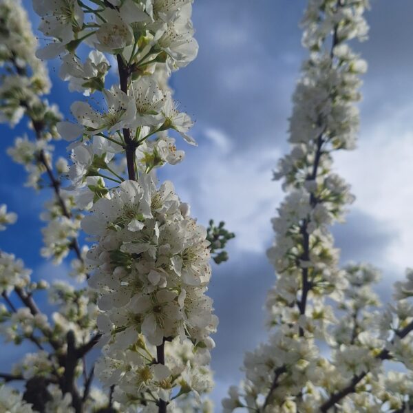 PHOTO 2026 03 18 15 21 30 600x600