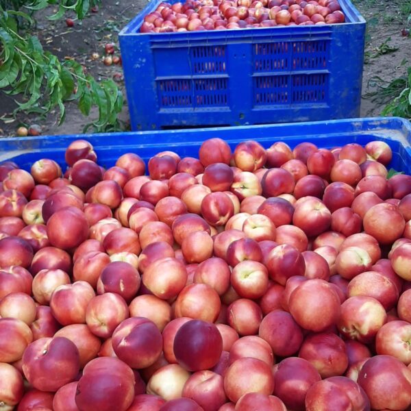 RECOLECCION NECTARINA 600x600